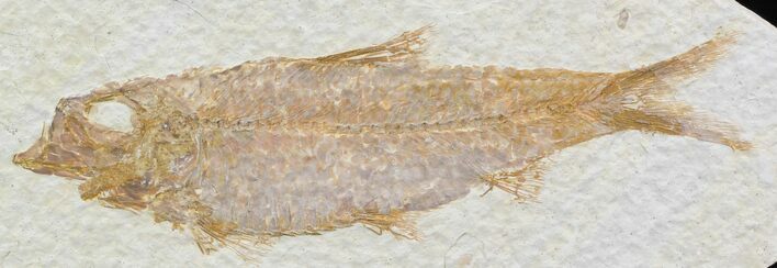Knightia Fossil Fish - Wyoming #32941